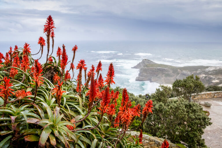 Kap Aloe Feld an der sonnigen Küste von Südafrika zeigt die Basis unserer natürlichen und nachhaltigen Hautpflege.