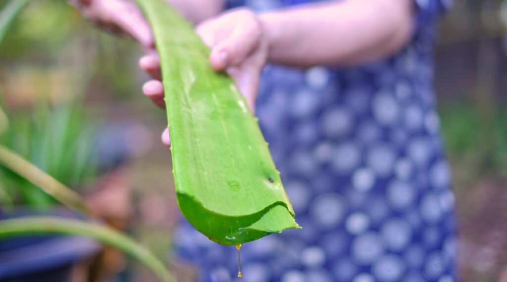 Kleinbäuerin hält Blatt einer frisch geernteten Aloe Ferox was das natürliche, ethische, ökologische und sozial nachhaltige Vorgehen zeigt.