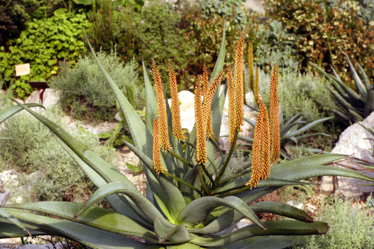 Aloe Ferox in ihrer natürlichen Umgebung